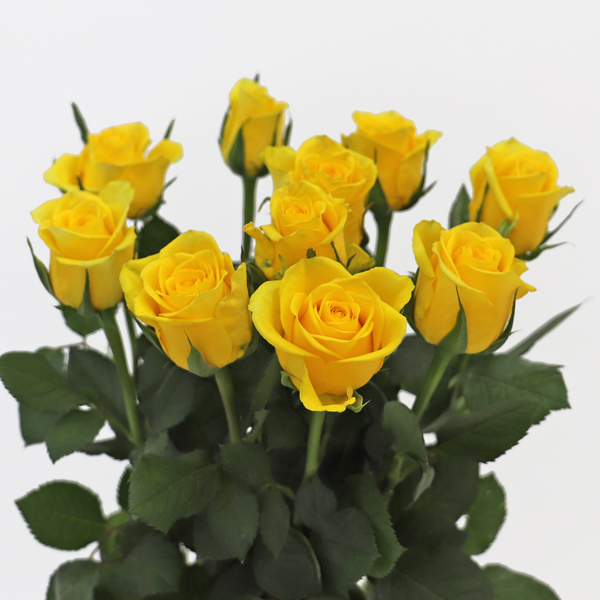 【大得価】即購入ok 黄色の薔薇のボリュームスワッグF3 ドライフラワー